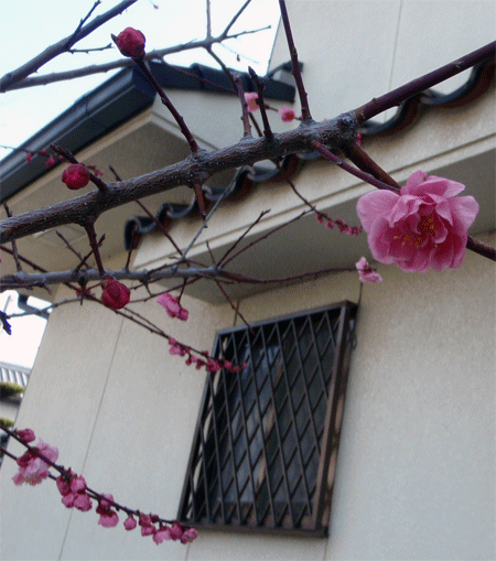 画像: 2分咲きにもまだ